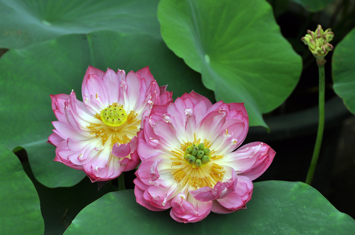 '芙蓉国里尽朝晖'