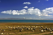 青海湖的牛羊