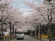 韩国的樱花大道