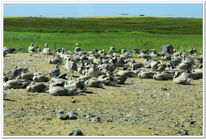 ңԶĵط--ຣӰ(Qinghai Province)