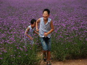 紫烟熏衣草庄园