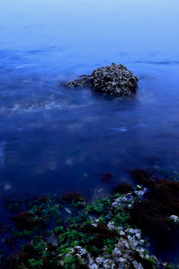 威海海岸-浅海生物