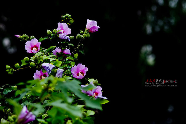 雨中的木槿花(二)