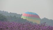 20110820紫烟熏衣草庄园