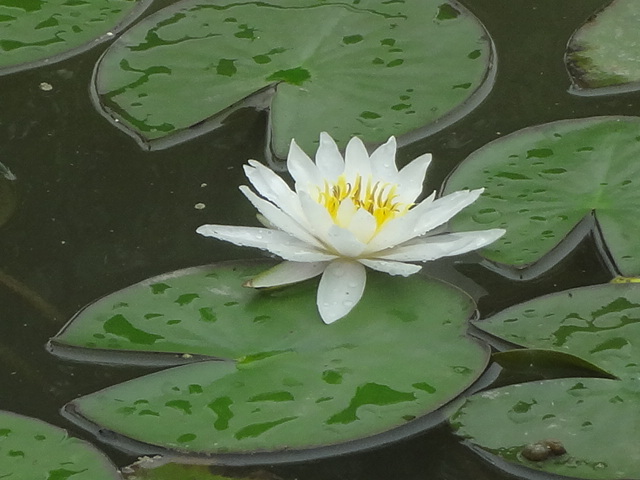 ˯