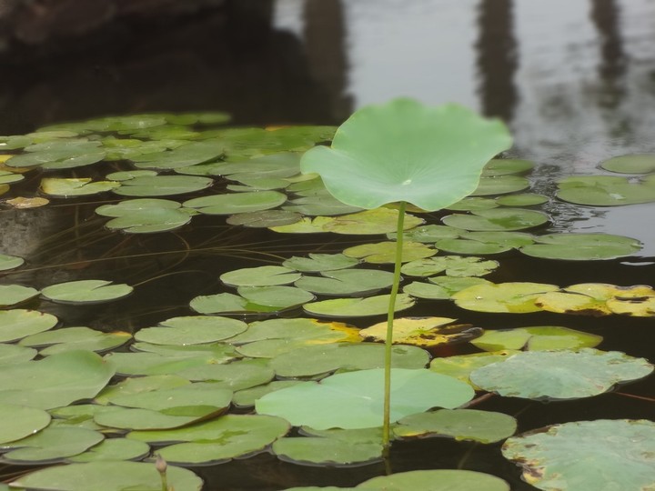˯