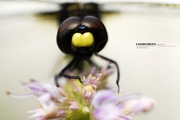 奇妙的昆虫世界（23）蜻蜓大头照