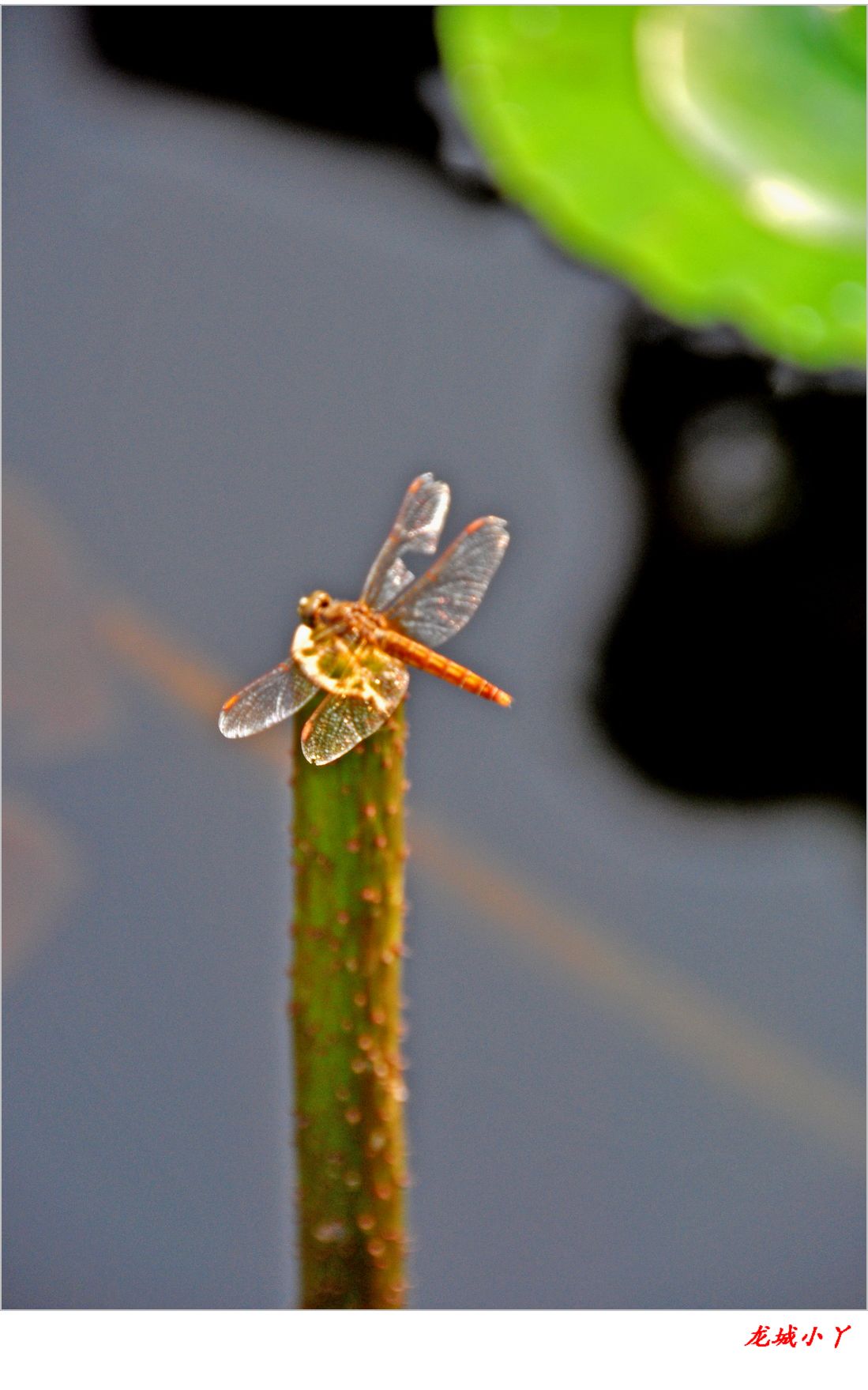 蜓蜓玉立