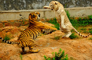 动物园的狮虎豹