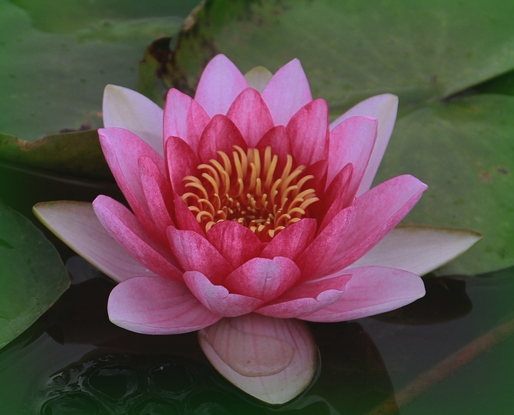 ĺ֮˯