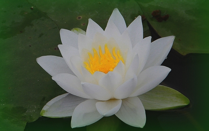 ĺ֮˯
