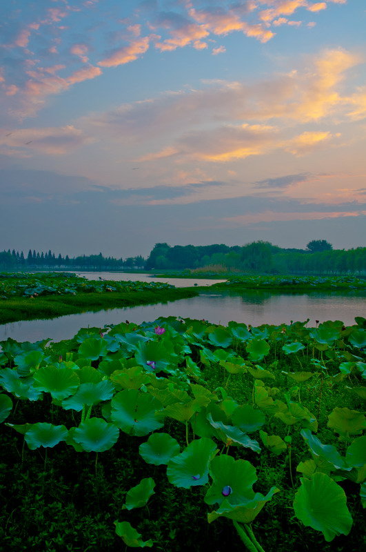 最美鱼米之乡洪湖图片图片