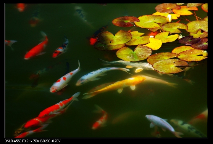 南亚金色池塘图片