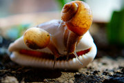 蜗牛.螳螂