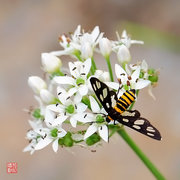 【方幅】独立行动