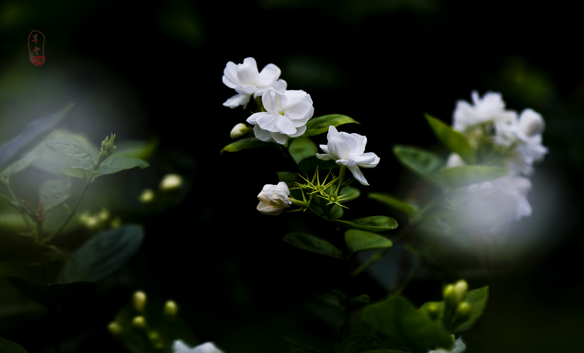 【茉莉花開攝影圖片】許昌生態攝影_太平洋電腦網攝影部落