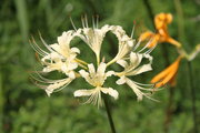 杭州的“郁金香”石蒜花