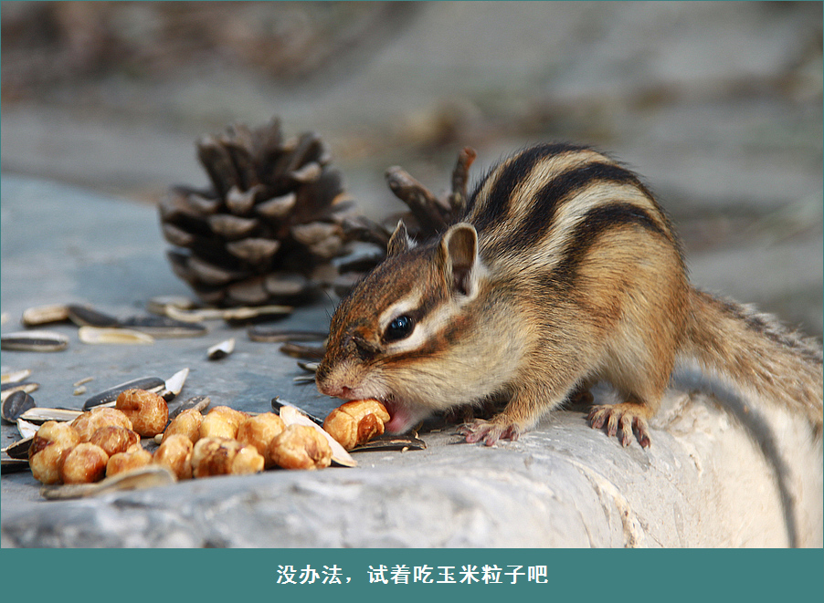 童话:小松鼠大食记