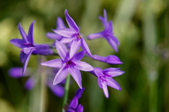 あかねさす紫の花图片