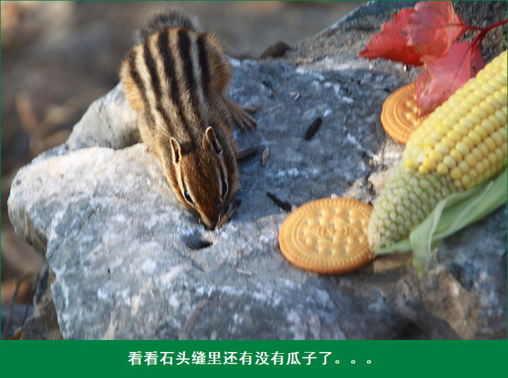 ͯСʳ