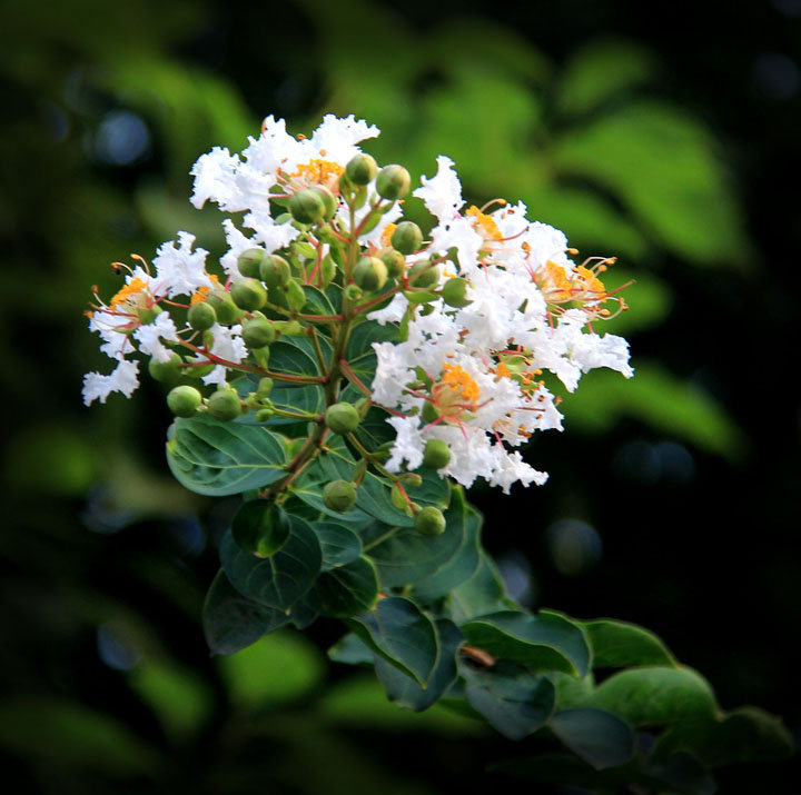 夏天有哪些花开放(夏天有哪些花开放图片)