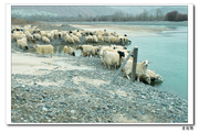 黄河边的羊儿