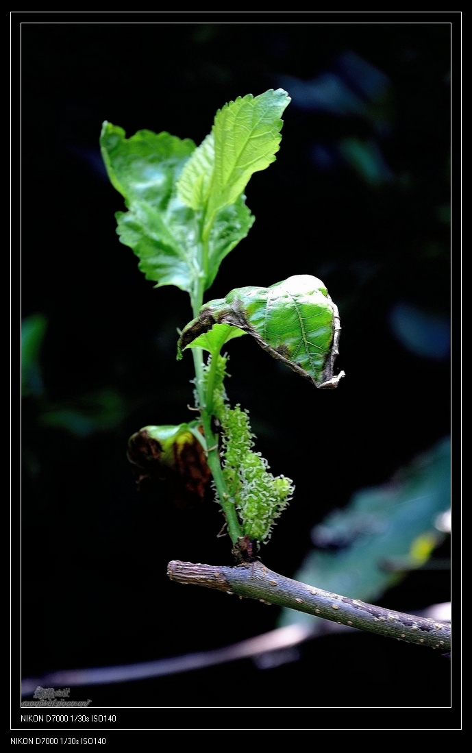 小花小草好可愛