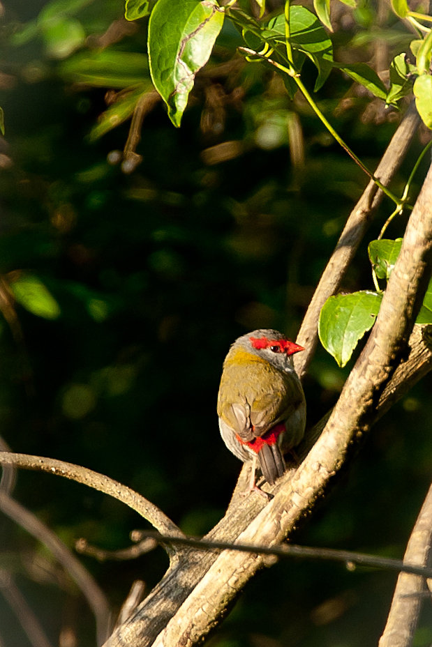 Tonika  80-400/F4.5-5.6 