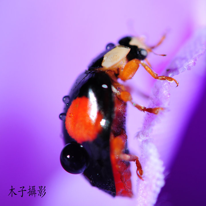 гư棨΢ࣩ