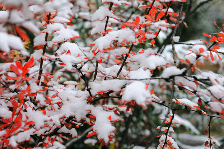 驚雪雙橋溝·一