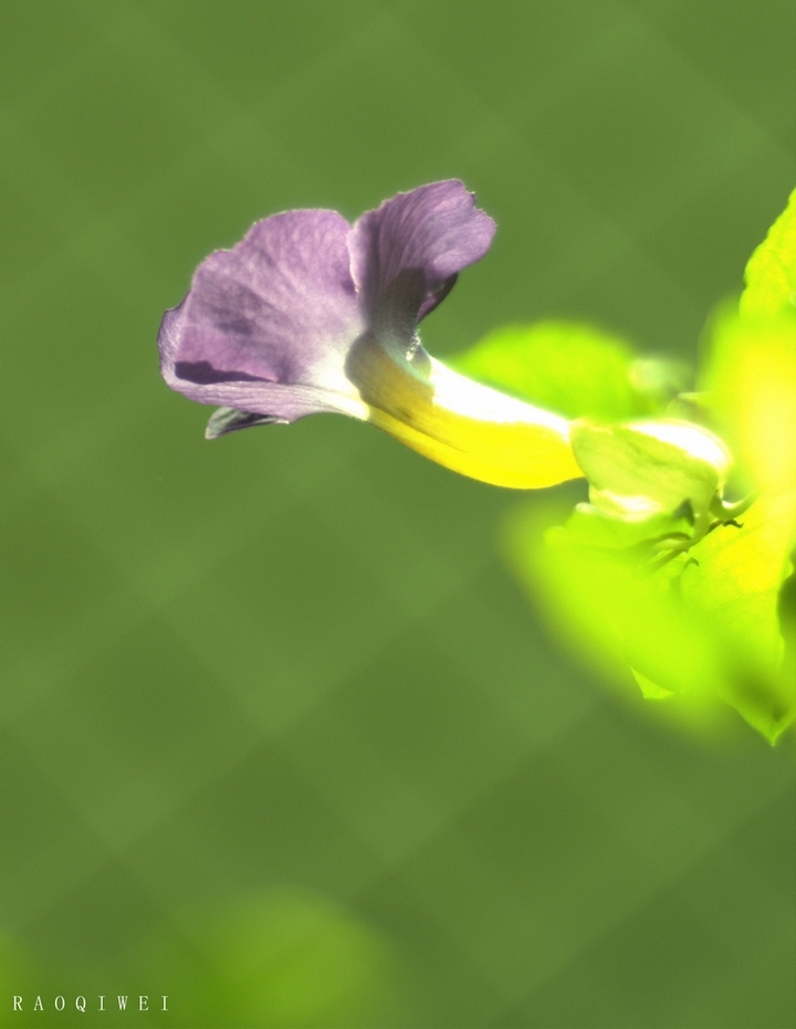 һ--԰Ļһ