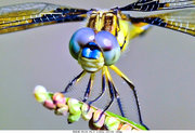 微距-蜻蜓13P
