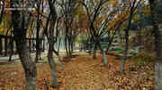 北京北宫国家森林公园速写