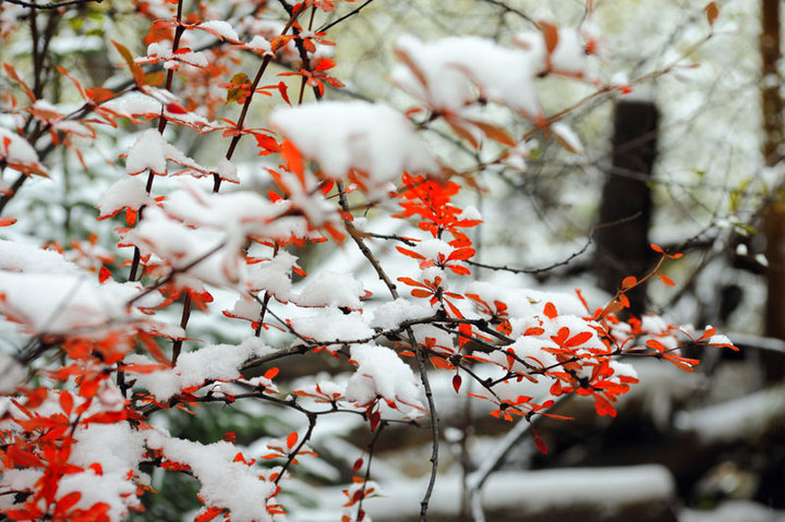 驚雪雙橋溝四