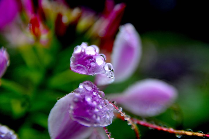 花蕊上的露珠 (共p)