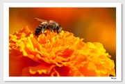 蜜蜂 花朵 （一）
