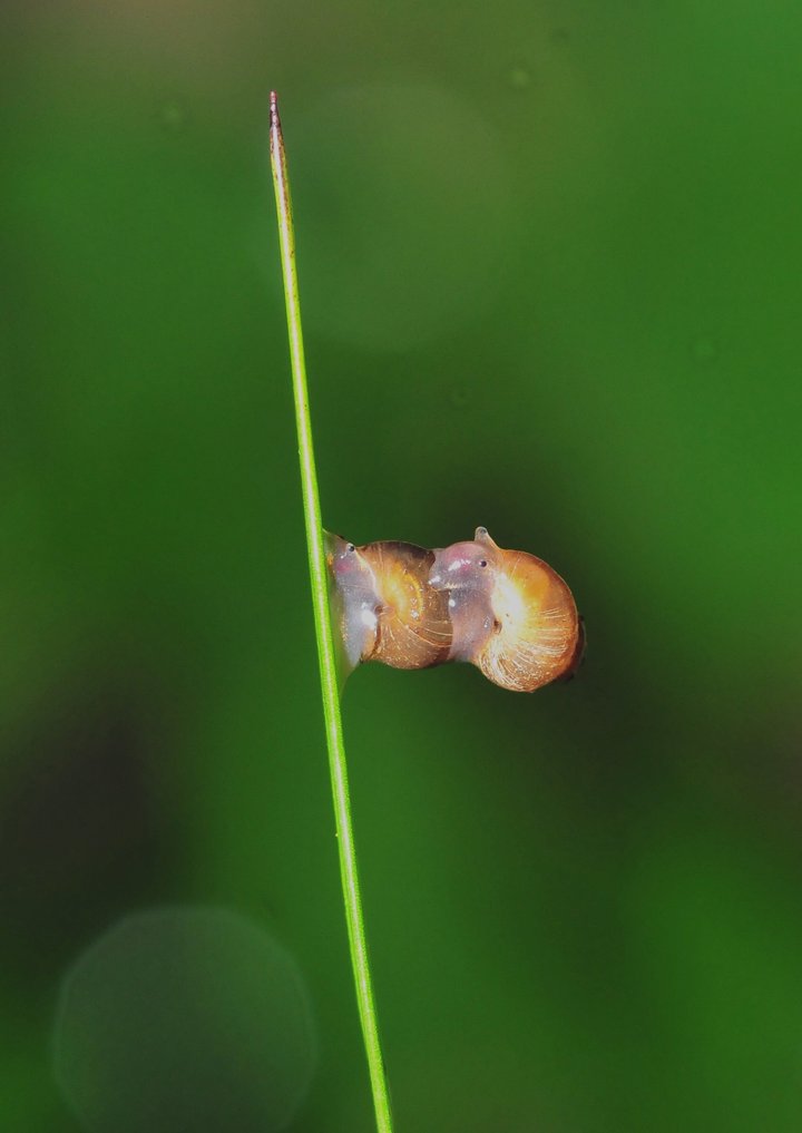 小蜗牛