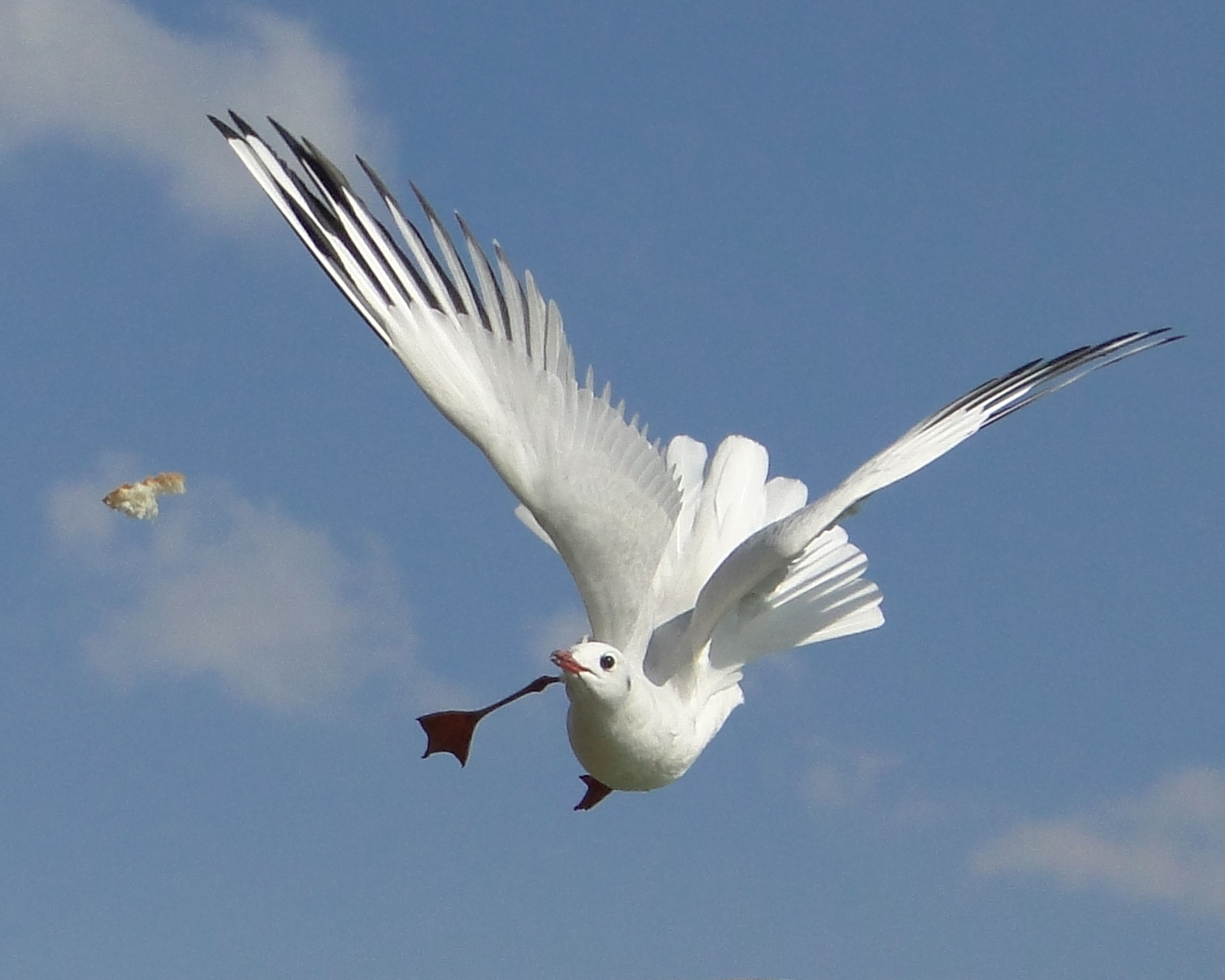 冬季到昆明翠湖，看一场红嘴鸥嬉戏盛宴_鸟类图库_国际旅游摄影网