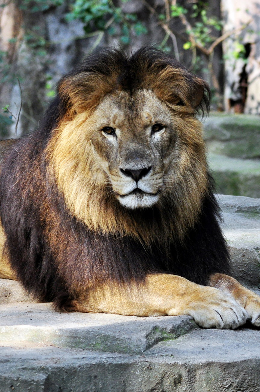 动物世界—非洲狮(上)