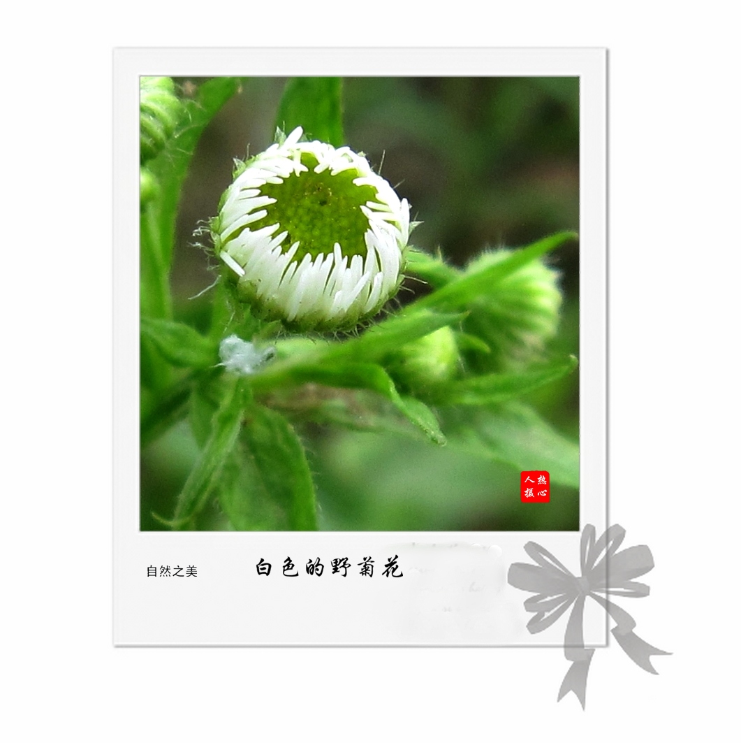 白色的野菊花