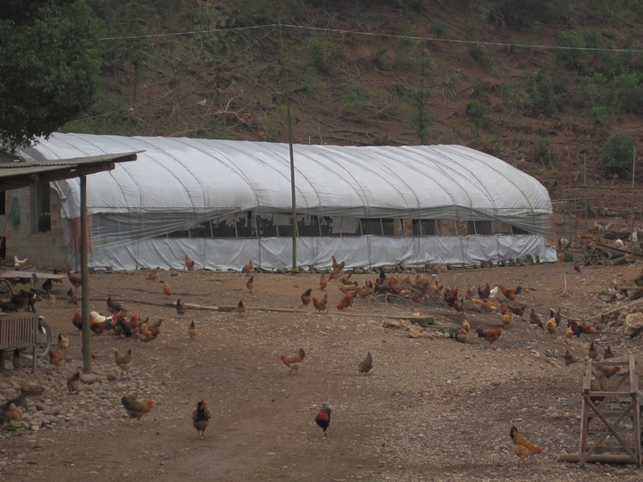 山中养鸡场