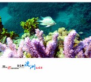 色彩斑斓的海底世界——【第二章】 “珊瑚”篇