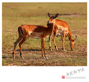 肯尼亚（三）“狩猎”马赛马拉（黑斑羚、瞪羚）