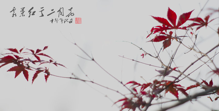 霜叶红于二月花 (共 2 p)