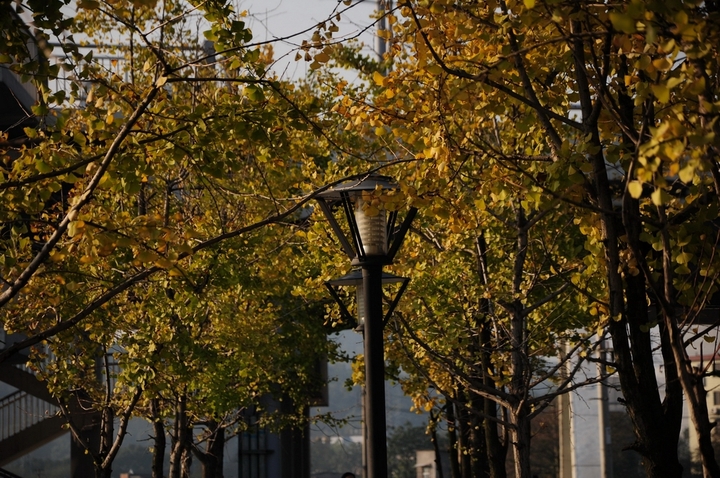 ס2011β