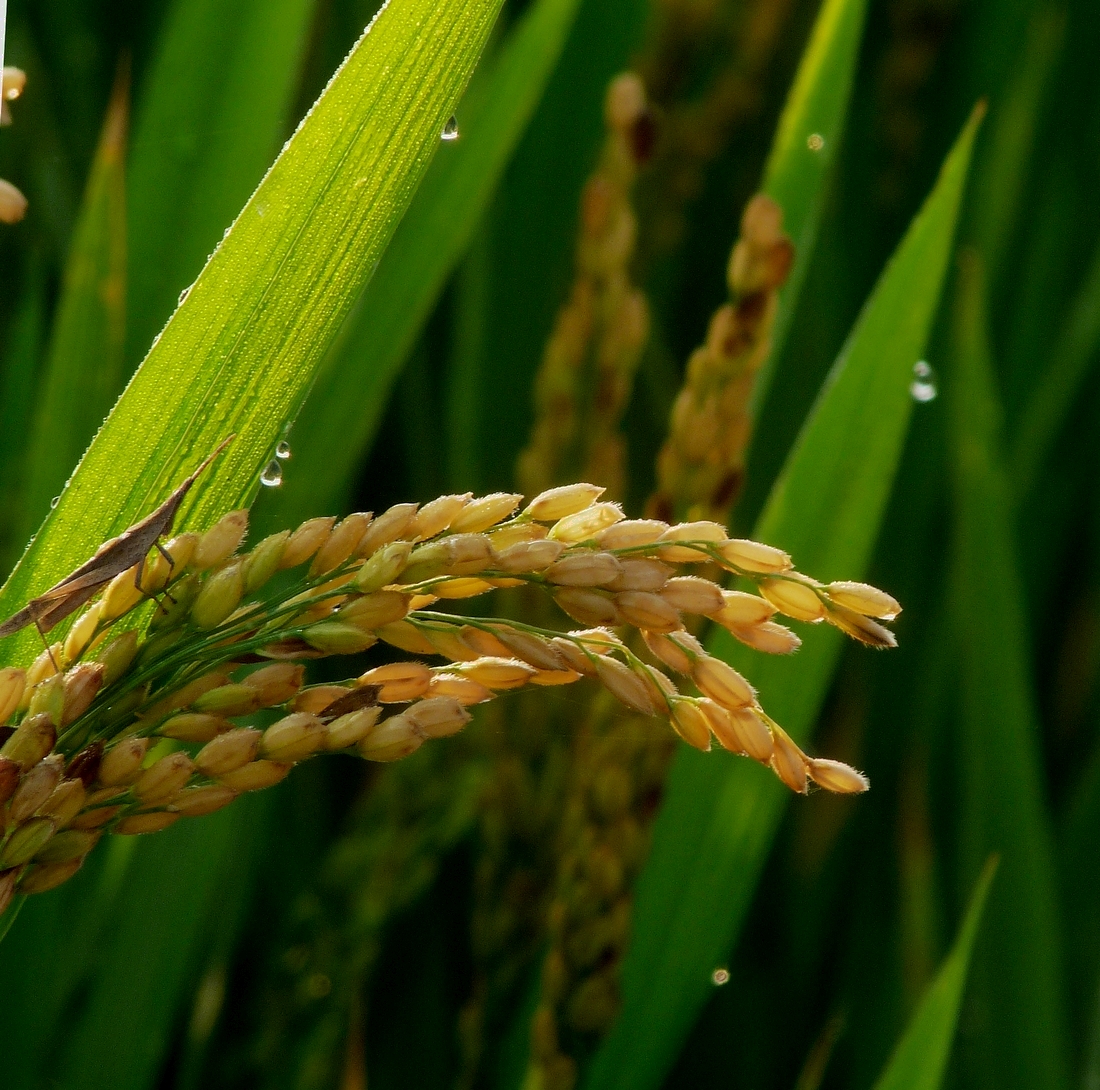 稻穗