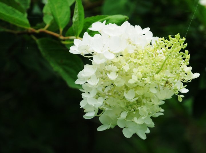 【百花成朵-木绣球摄影图片】湿地公园生态摄影_辽