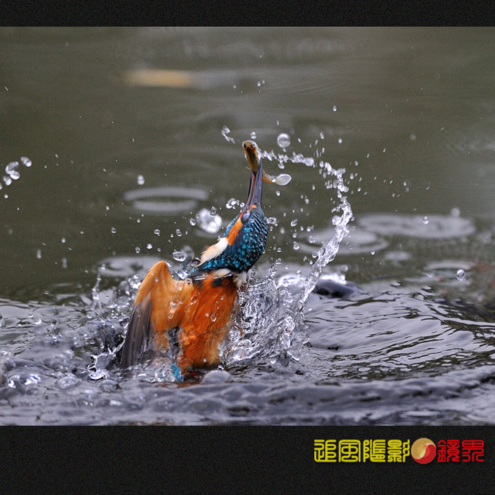 出水芙蓉表情图片