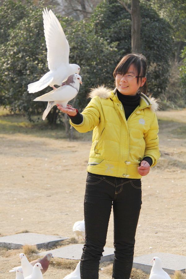 冬天的杏花公园里那可爱的鸽子!