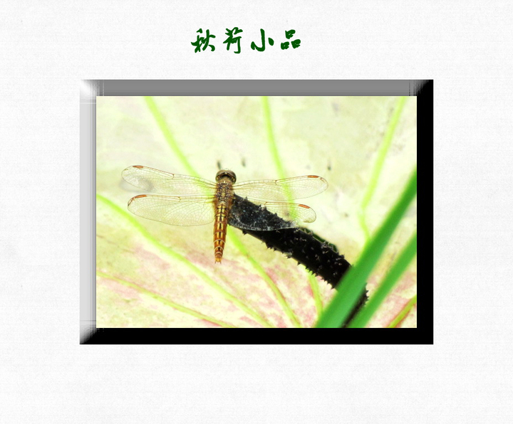 СƷ
